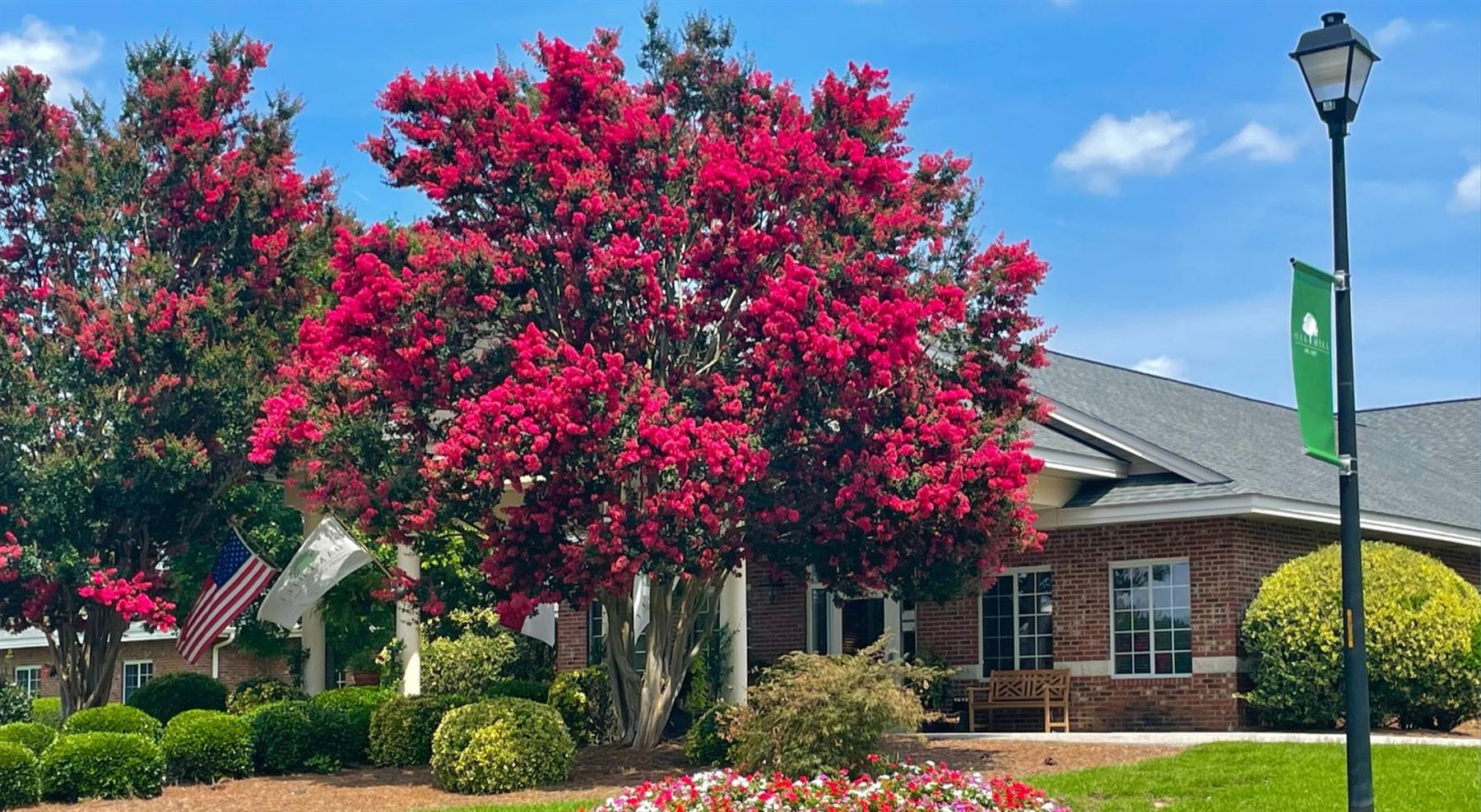 Crepe myrtle in full crimson bloom