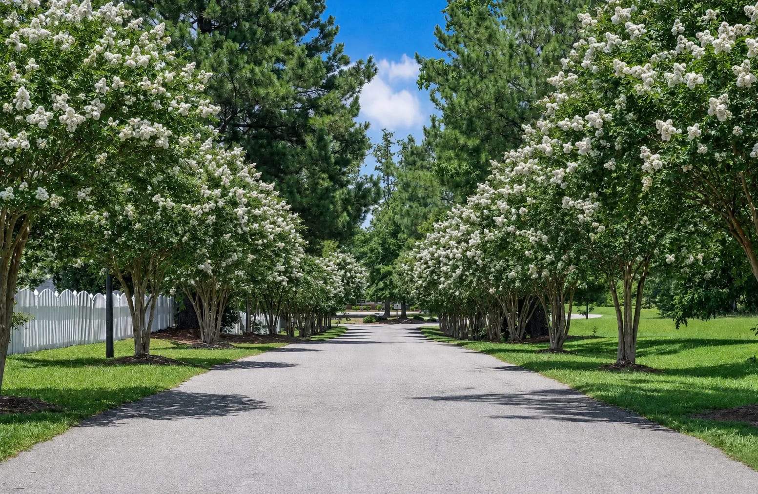 The crepe myrtle drive leading into Oak Hill, in full bloom