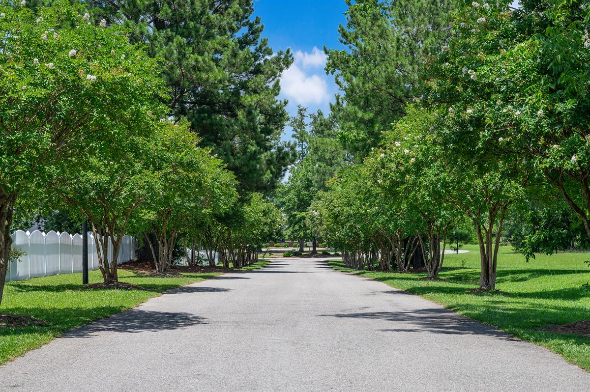 The crepe myrtle drive into Oak Hill